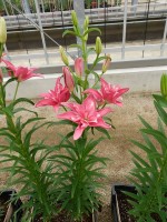 [5006 CandyBlossom No01.JPG]